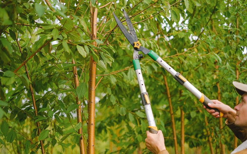 Tree trimming in Ogema, WI