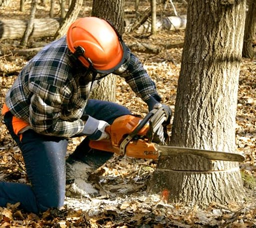 Tree Removal in Ogema, WI